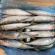 Seafrozen Whole BQF Pacific Mackerel Fish 200-300g 300-500g