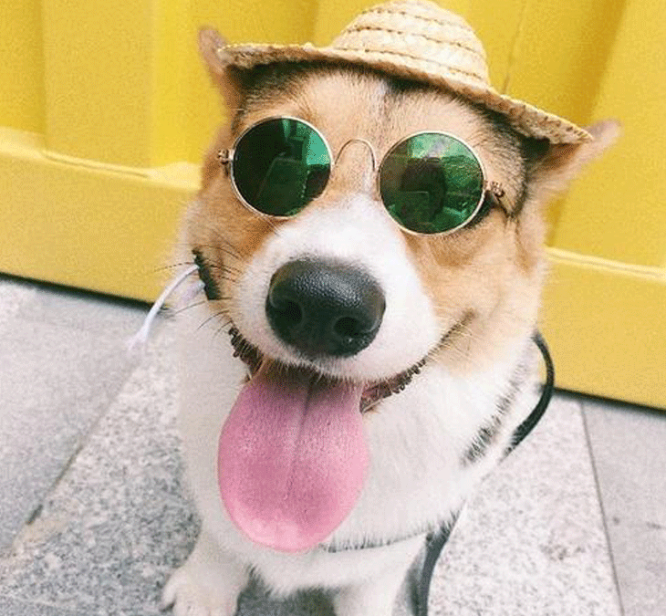 Circular Metal Prince Funny Funny lindo Gafas de sol mascotas para gatos Accesorios decorados de perros pequeños