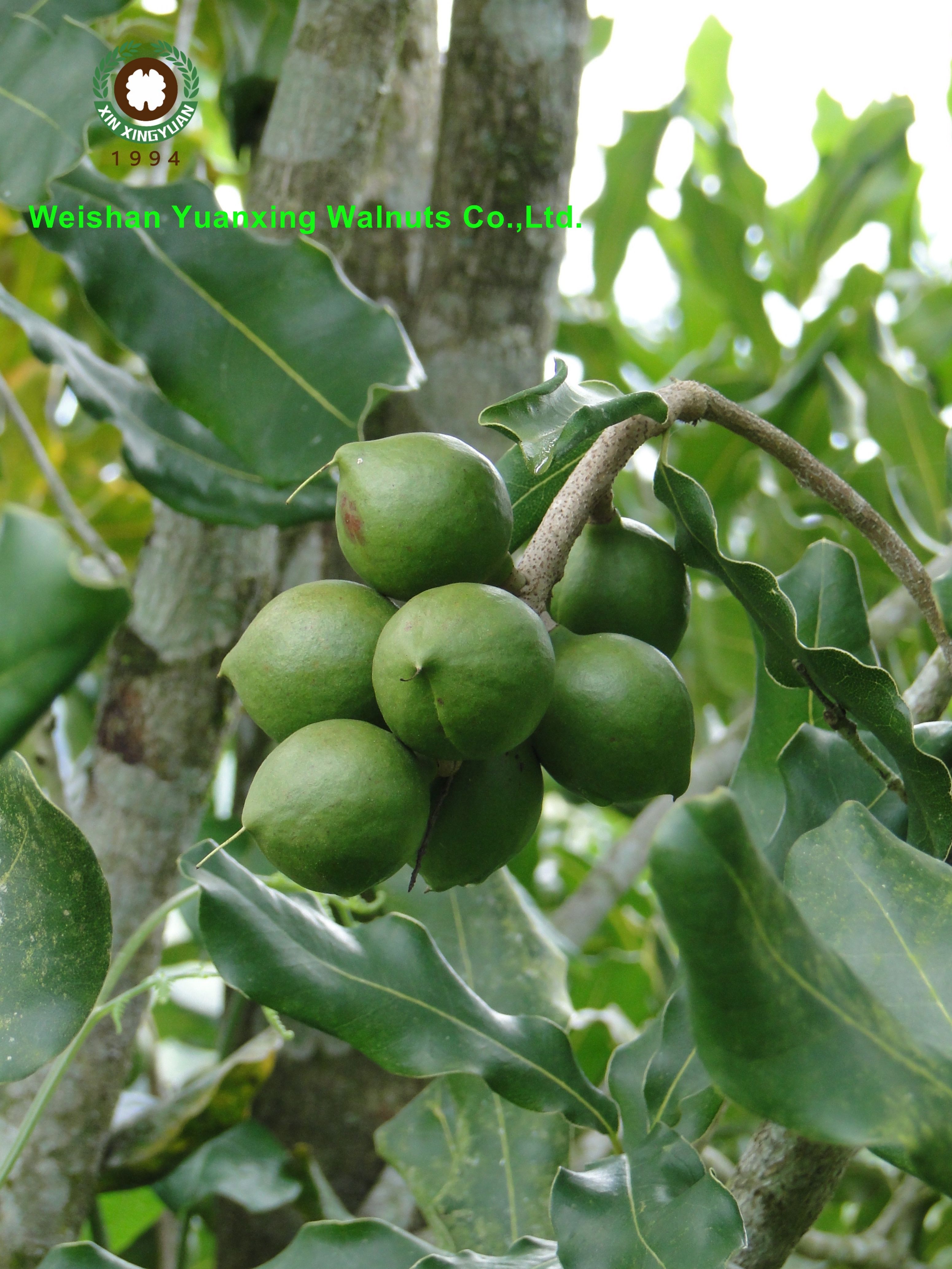 the trees in the growing region of Macadamia nuts 