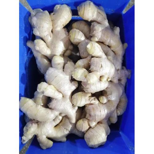 New crop ginger starting supply