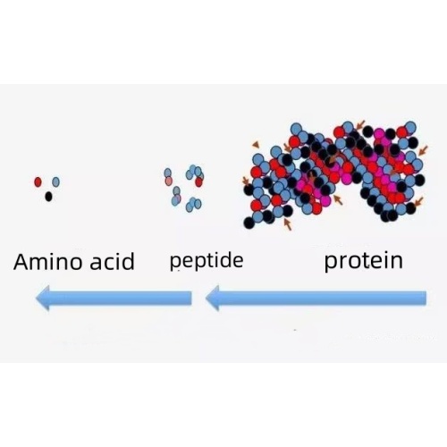 Toevoer van peptiden en polypeptiden