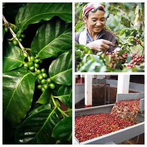 Coffee beans processing
