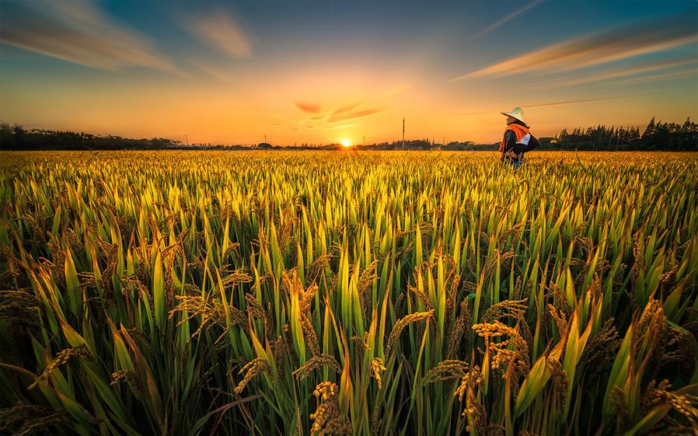 Agricultural Herbicide