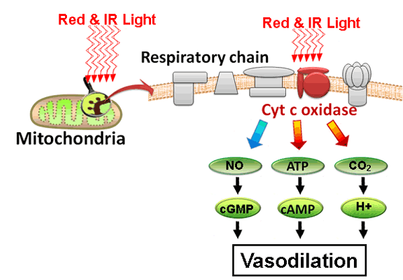 red light therapy.png