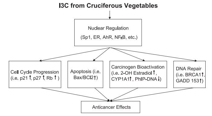 I3C for anti-cancer