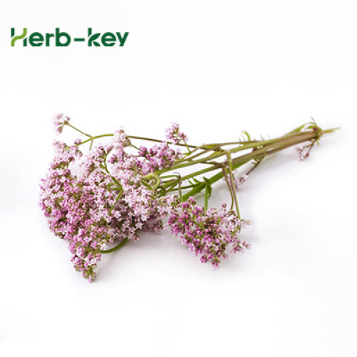 Effects of Valerian root extract