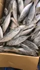 Produsen Seafrozen Horse Mackerel 16cm+ EU Standar