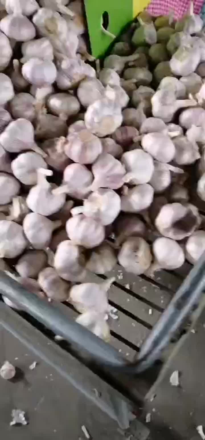 Knoblauch im Netzbeutel.mp4