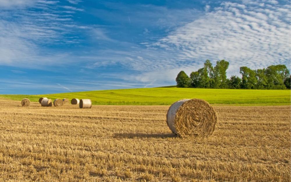 Agricultural Fungicide