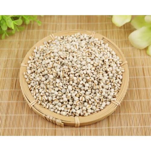 grain Coix seed 2