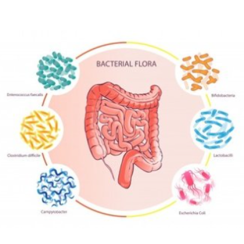 Research on functional foods and their functional ingredients for regulating gut microbiota