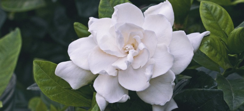 Gardenia - Dk Ax