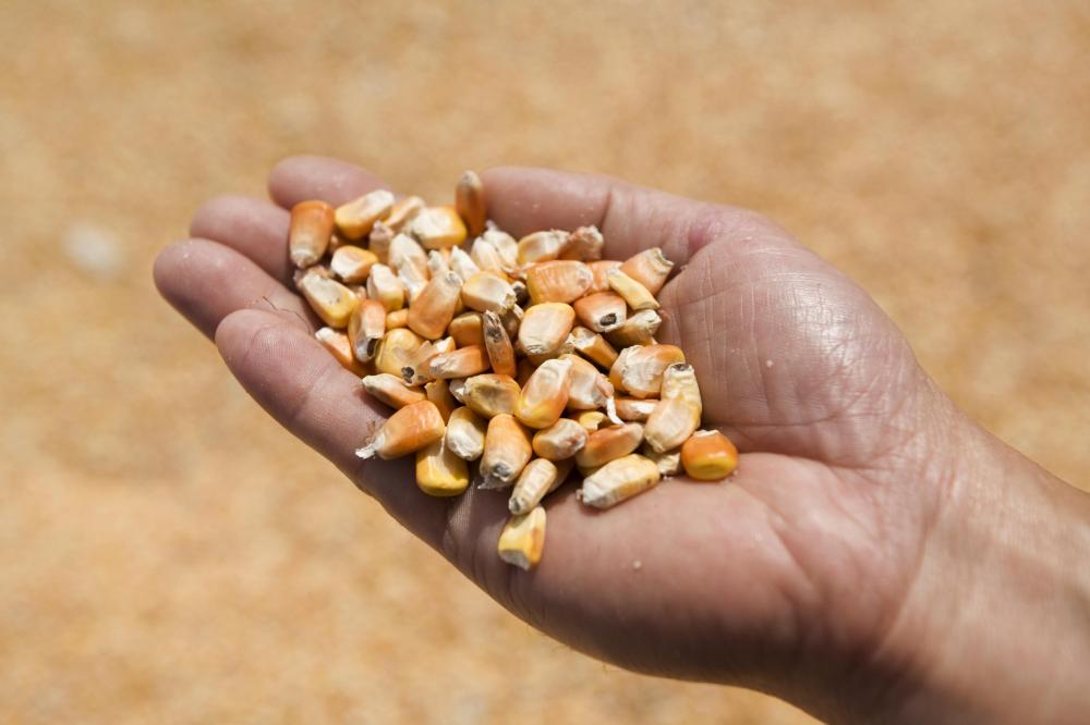 Corn raw materials