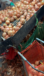 FRESH ONIONS JINING FUYUAN FRUITS AND VEGETABLES CO ,LTD