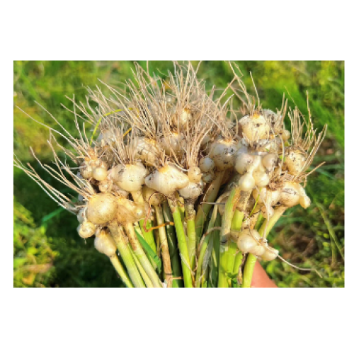 Allium macrostemon with the same origin of medicine and food