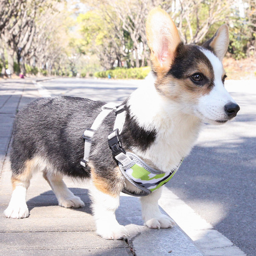 Nouveau produit de l'entreprise: collier confortable pour animaux de compagnie