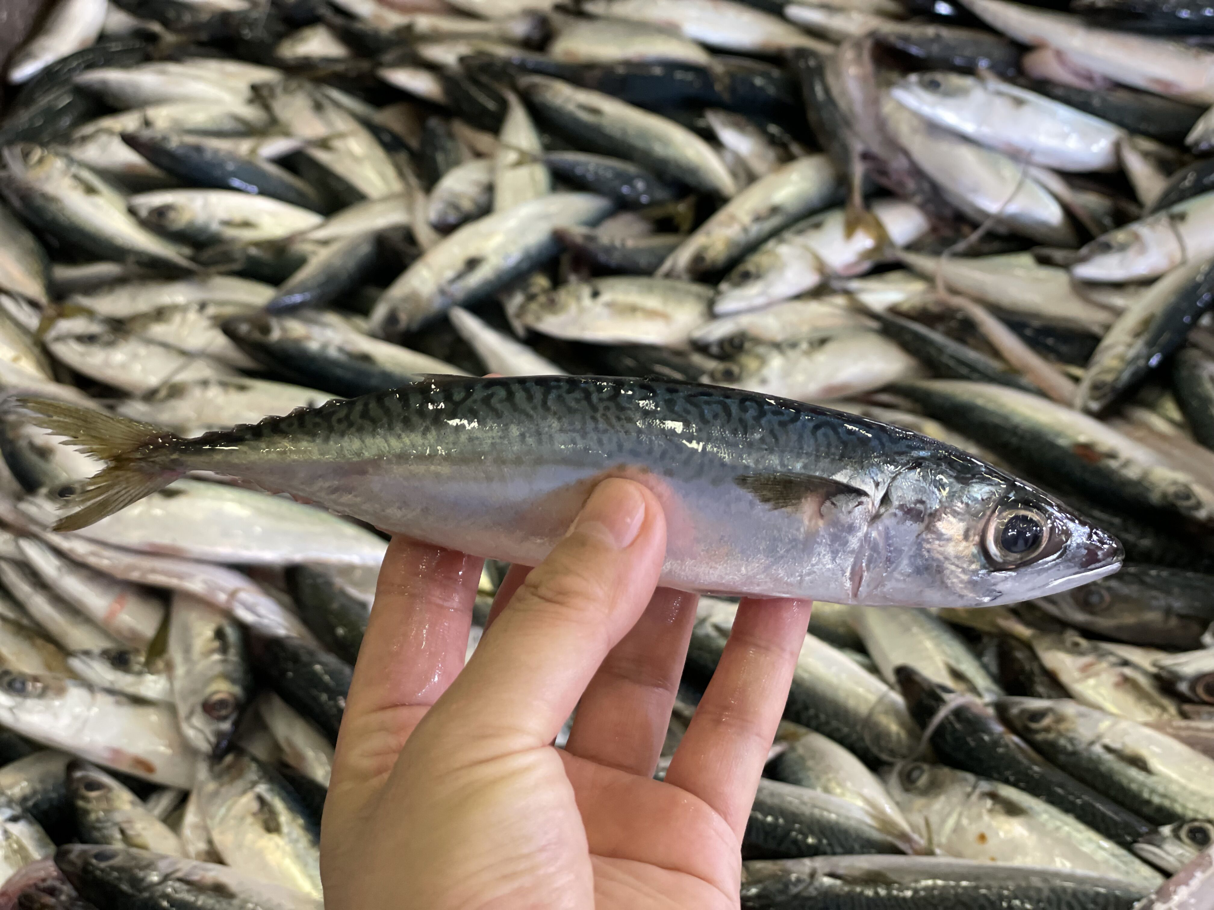 Nilai nutrisi Mackerel