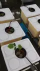 Hydroponics System Tomato Dutch Bucket System Planting