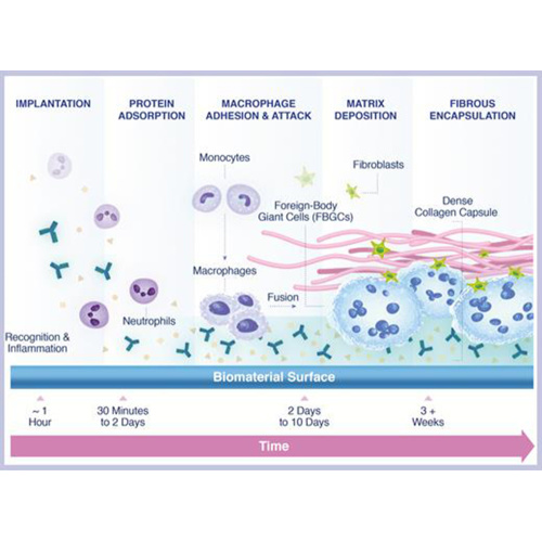 PLLA Mechanism of Action