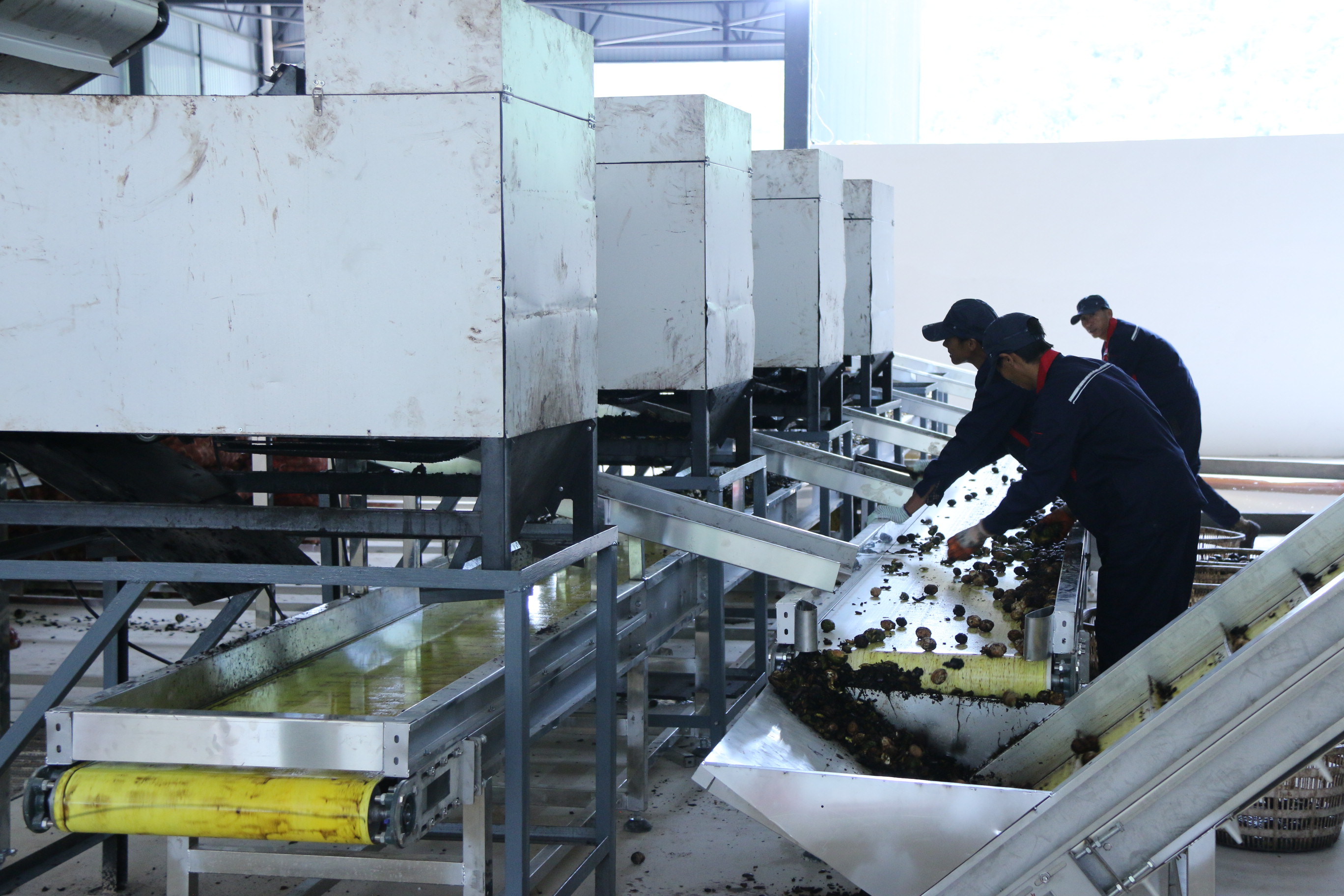 walnuts sorting by hands