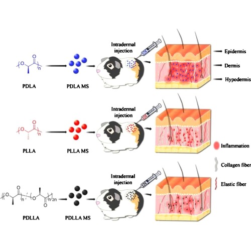 Superiority of poly(l-lactic acid) microspheres as dermal fillers