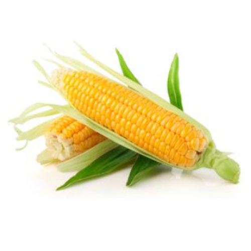 The composition, characteristics, and application of corn dietary fiber in food processing