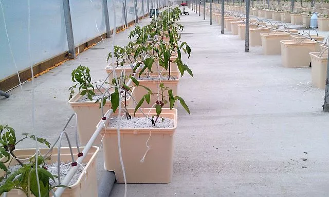 Système de culture de tomates en seau hollandais hydroponique Skyplant
