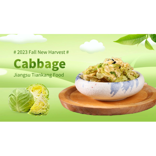 2023 Fall Production Season for Cabbage