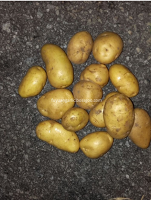 Fresh potatoes