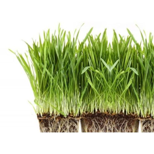 Nutritional value and health benefits of barley grass powder