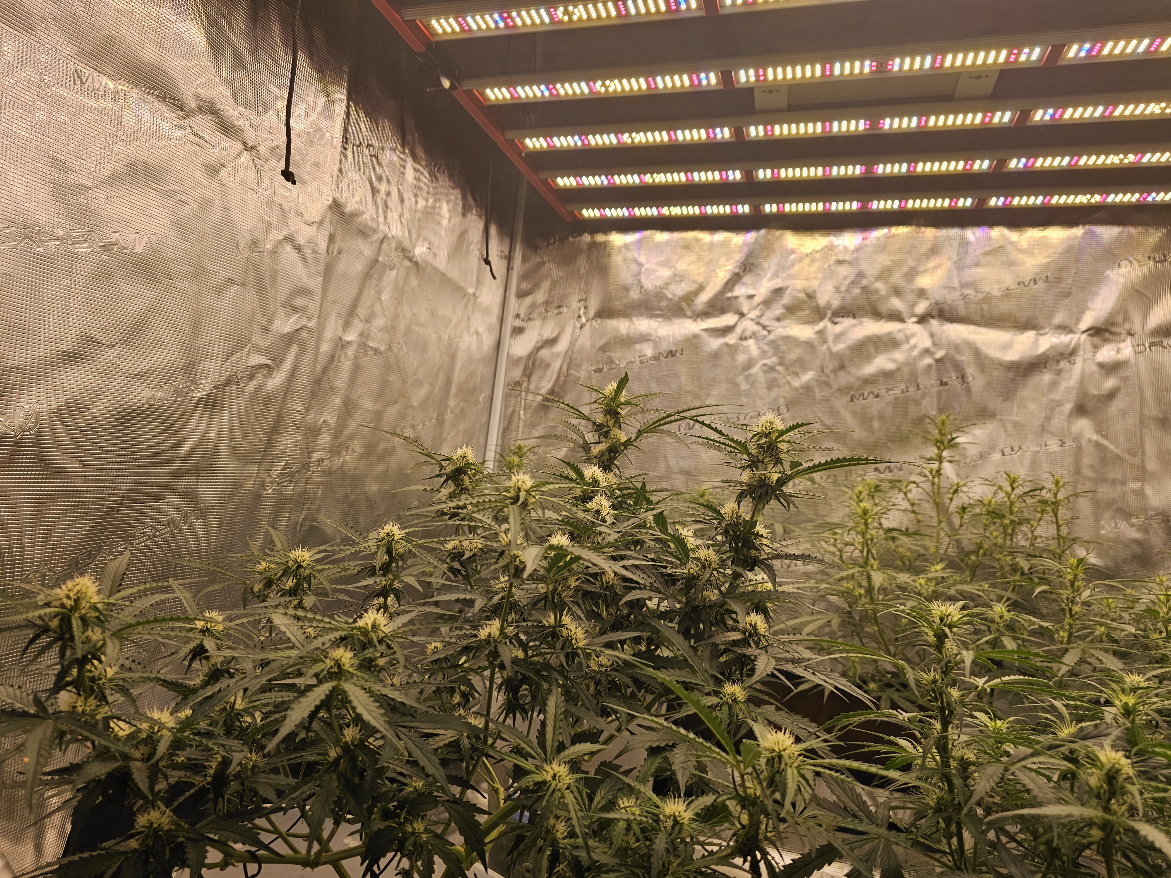 1000W LED Grow Işık