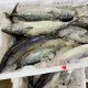 냉동 물고기 전체 Skipjack 참치 판매