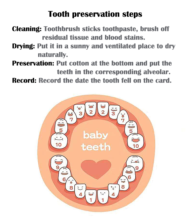 Zahnbox Baby Holz Tooth Box Baby Wood