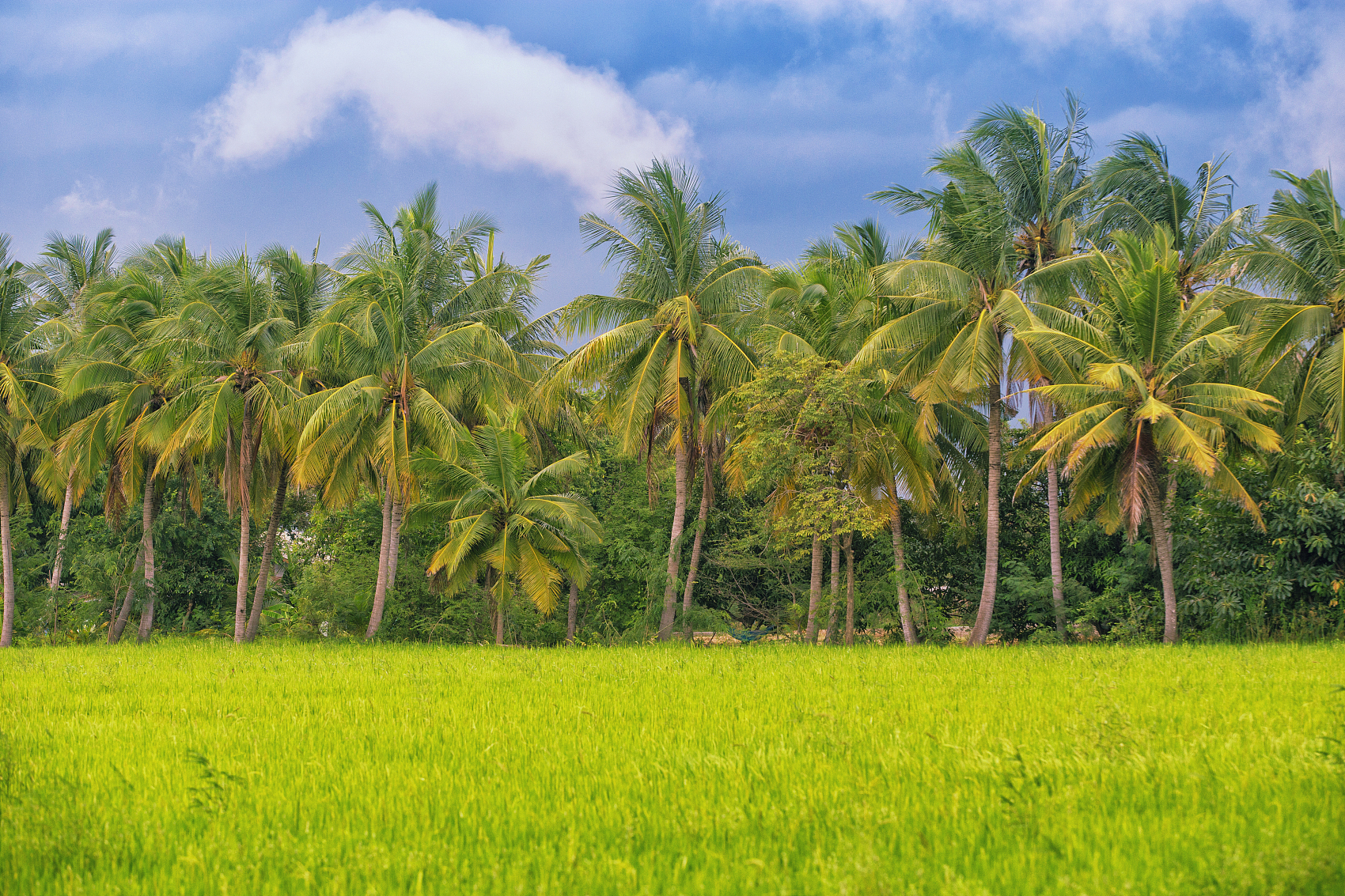 L&#39;industria forestale di cocco in Indonesia