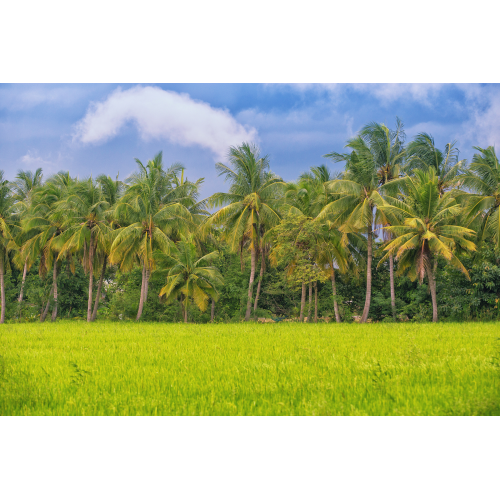 De kokosbosindustrie in Indonesië