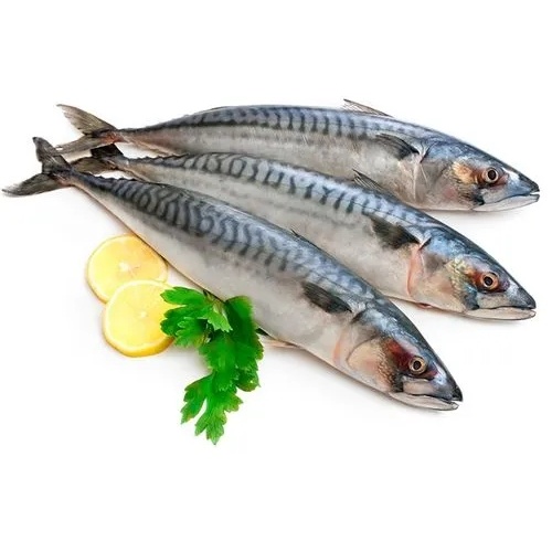 Why is the production of mackerel not high this year?
