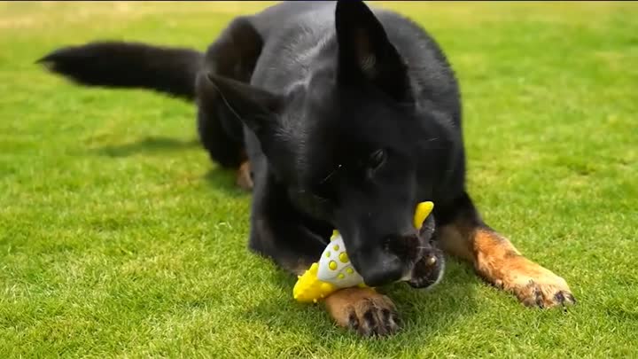 Çevre dostu evcil hayvan oyuncakları tahrip edilemez toplar bulmaca kauçuk tedavi gıcırtılı interaktif çiğneme köpek oyuncakları agresif çiğneme için - Çevre dostu özel etiket satın alın toptan özel evcil hayvan interaktif bulmaca oyunu çiğneme seti lüks 