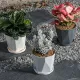 Plant Green Plantato in vaso succulento di fiori di fiore creativo