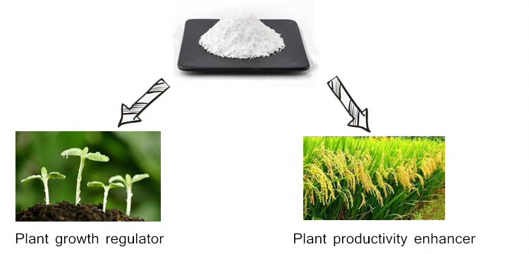 Poudre naturelle 90% de triacontanol de supplément de régulateur de croissance des plantes