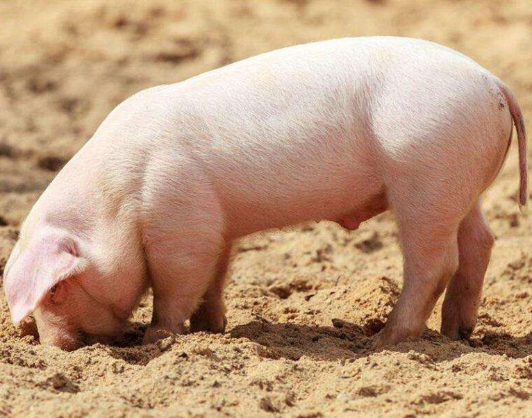 Samengestelde enzymen voor varkens