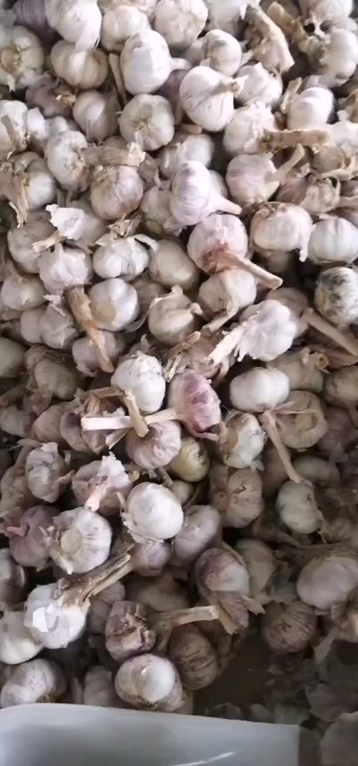 weißer Knoblauch.mp4