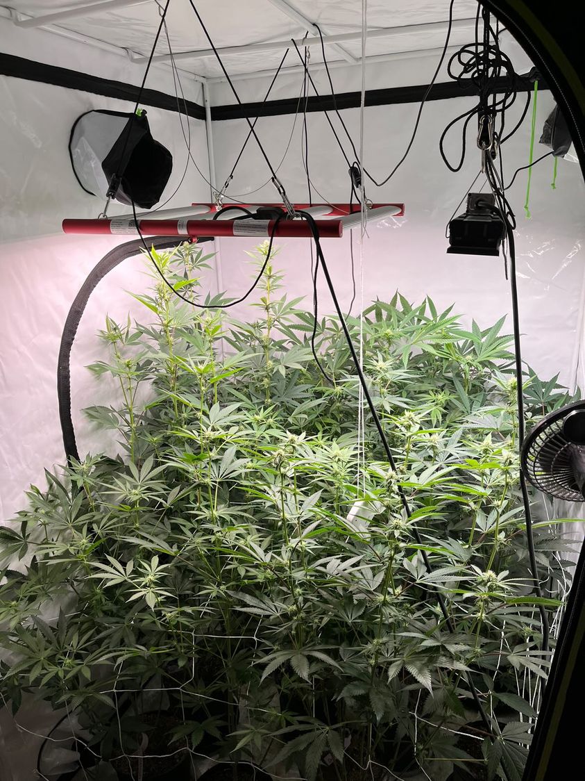 240 W LED GROW LICHT