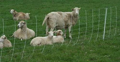 cattle fence 