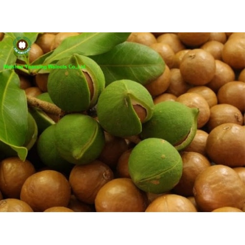 collecting the material of the Macadamia nuts 