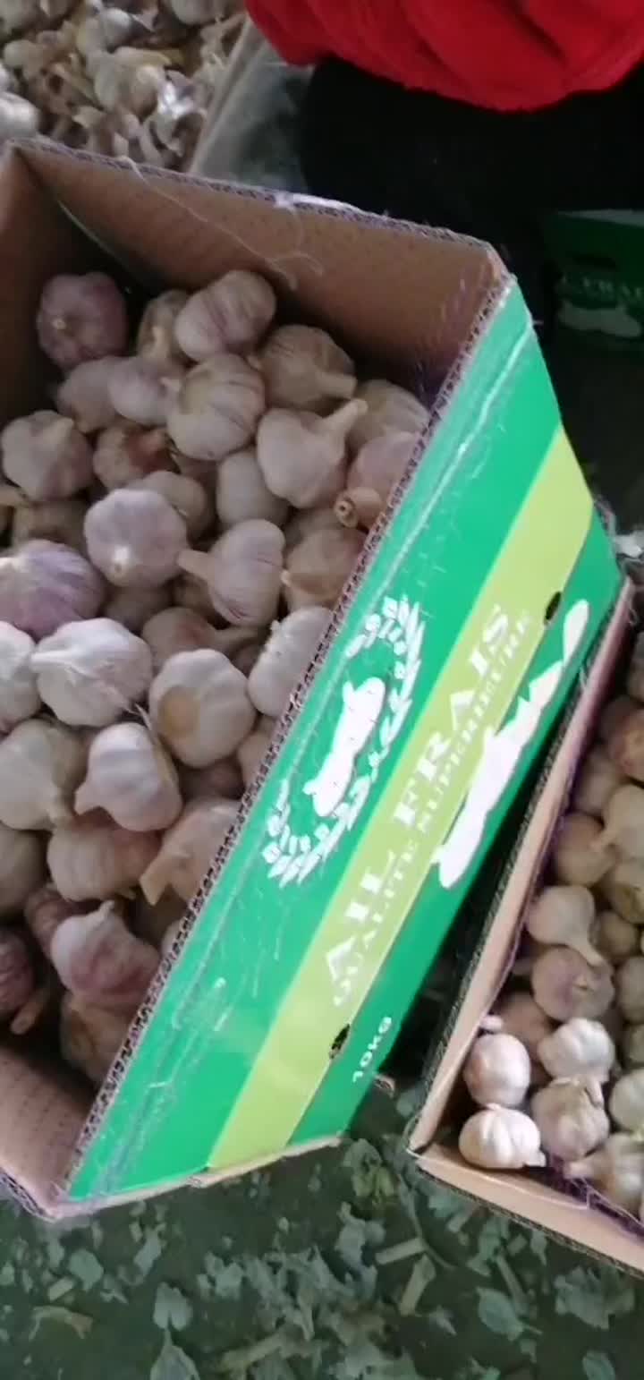 fresh normal garlic