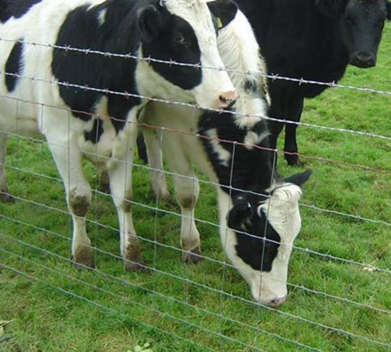 cattle fence 