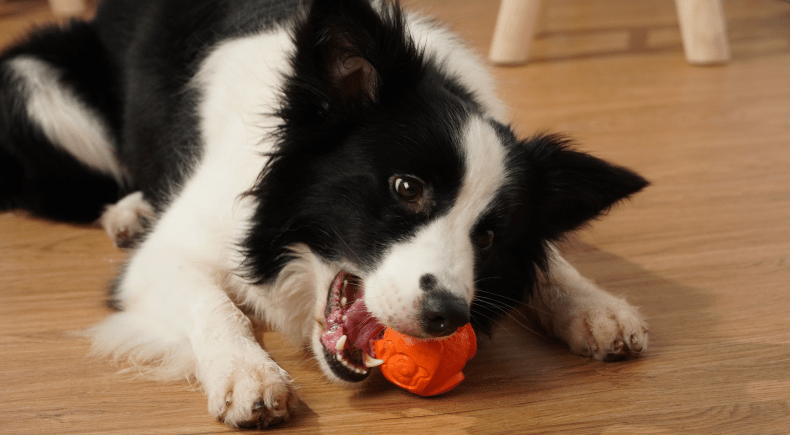 Игрушка для маленькой собачки Toy for small dog