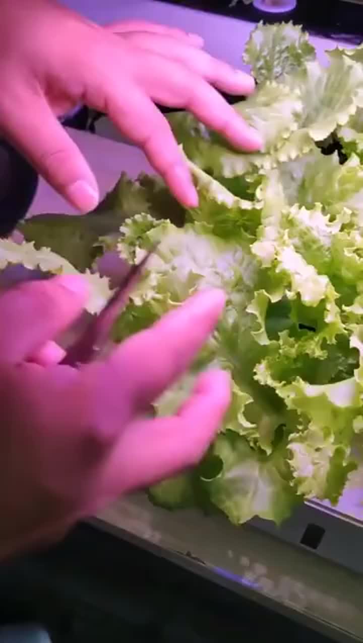 Balcony hydroponics