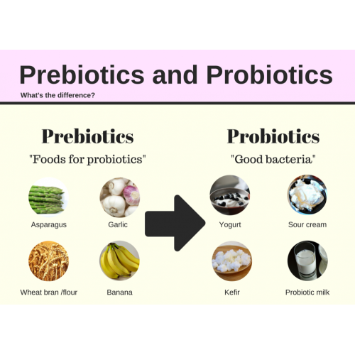 Fructooligosaccharides probiotics FOS powder intestines bacteria