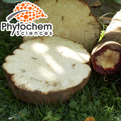 Best sales pueraria mirifica kudzu root extract powder